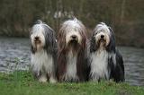 BEARDED COLLIE 300